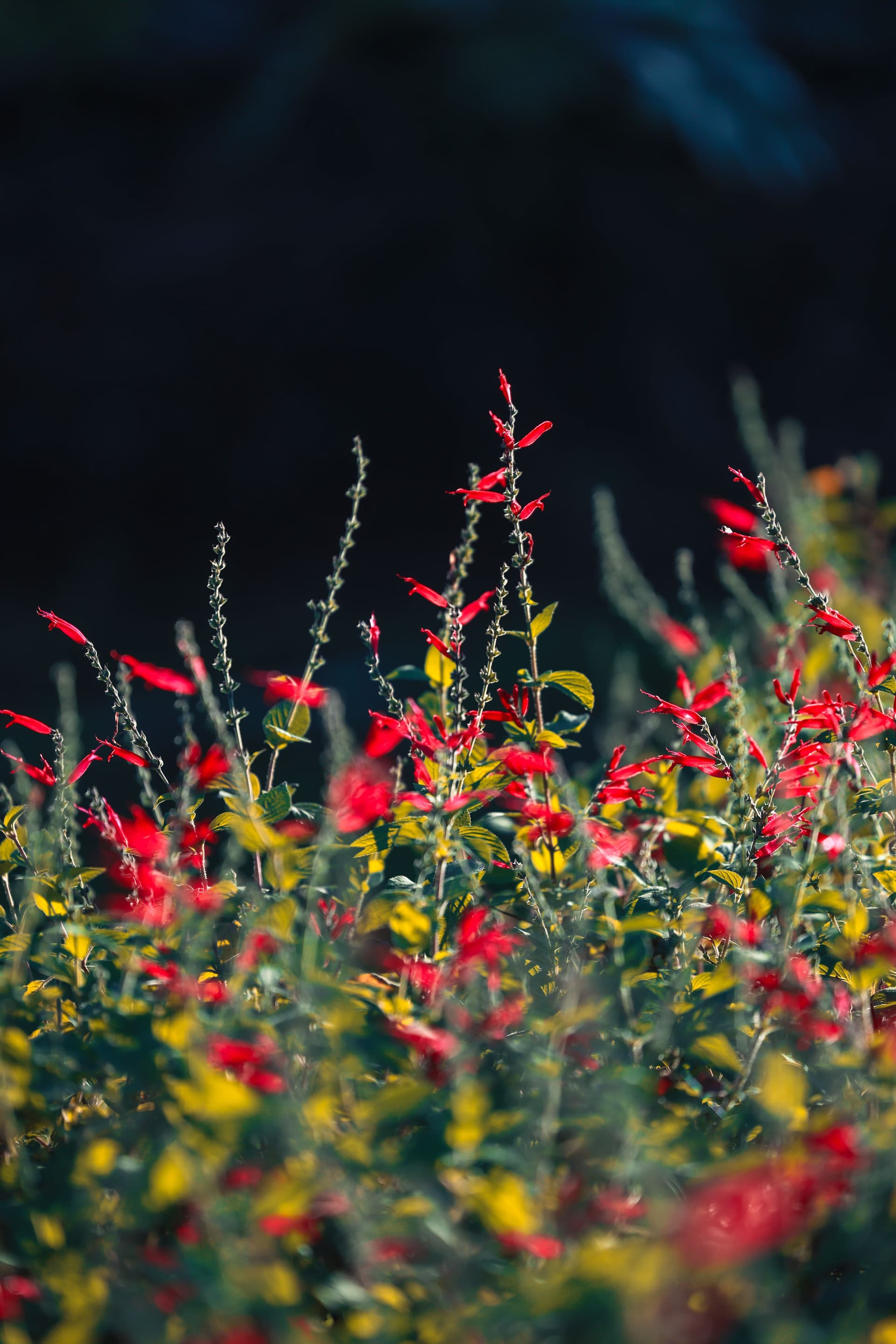 Red flowers emerging from a dark field